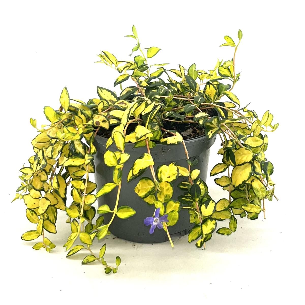 Vinca minor Illumination, D 17