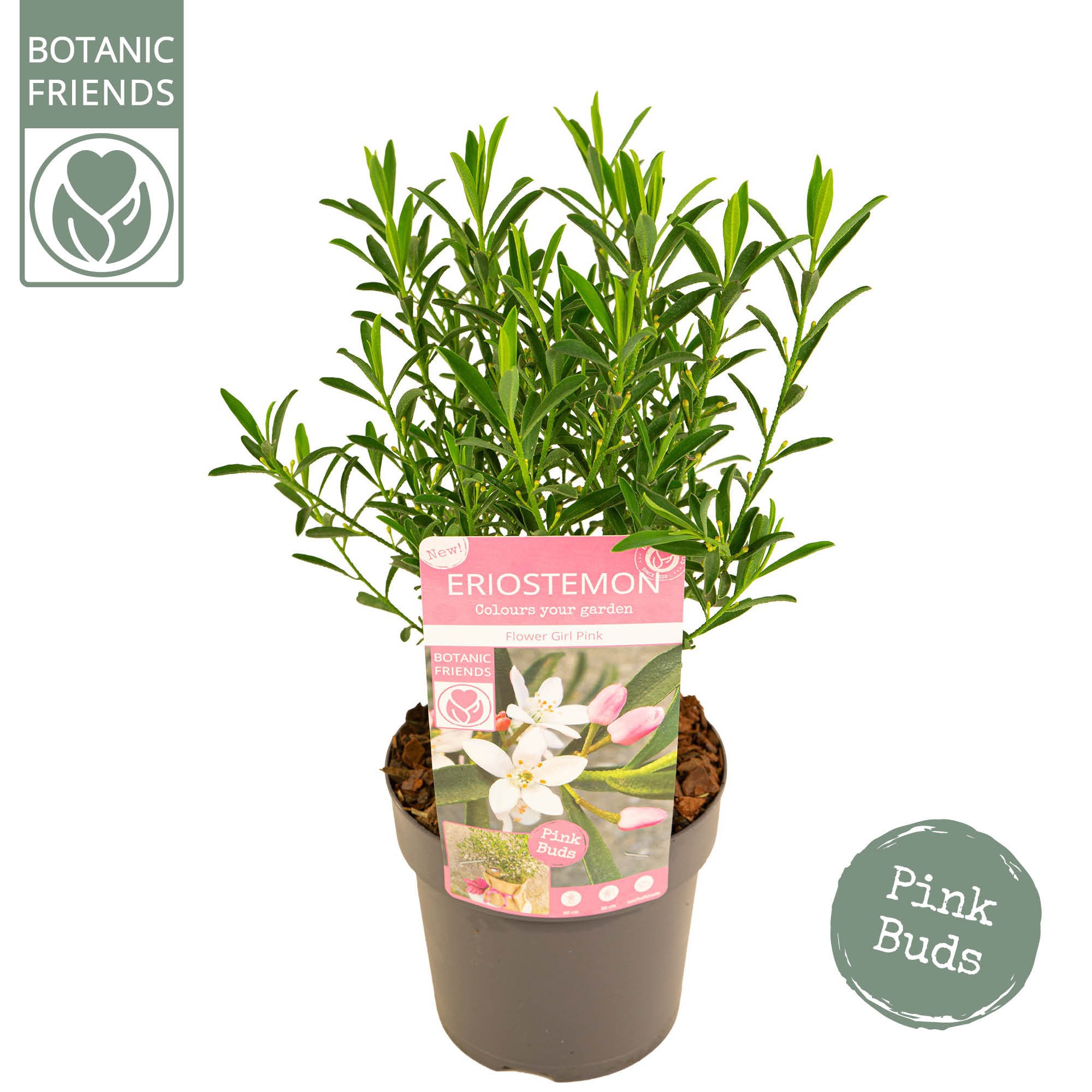 Eriostemon myoporoides 'Flower Girl Pink', D 15