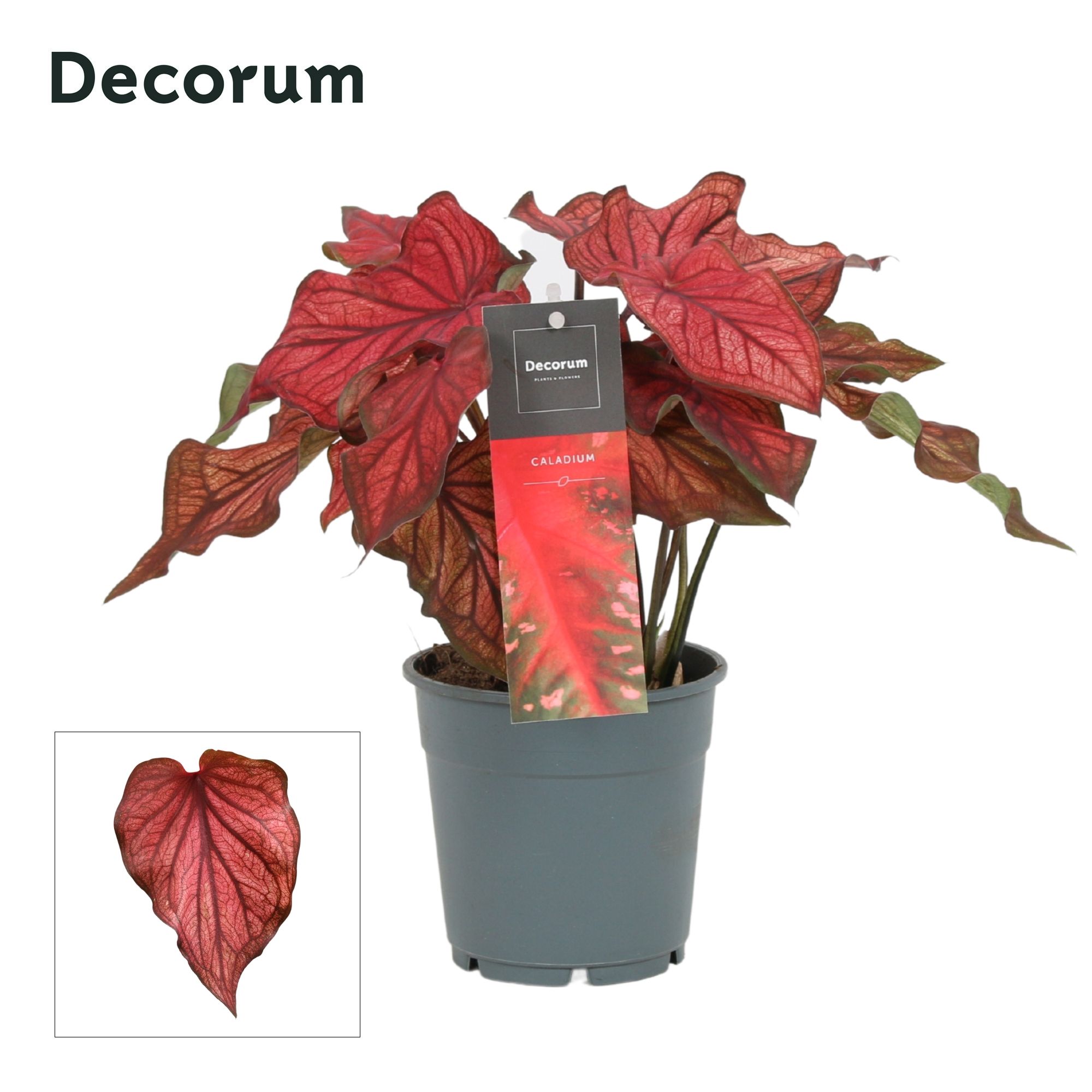 Caladium Rood (Decorum), D 12