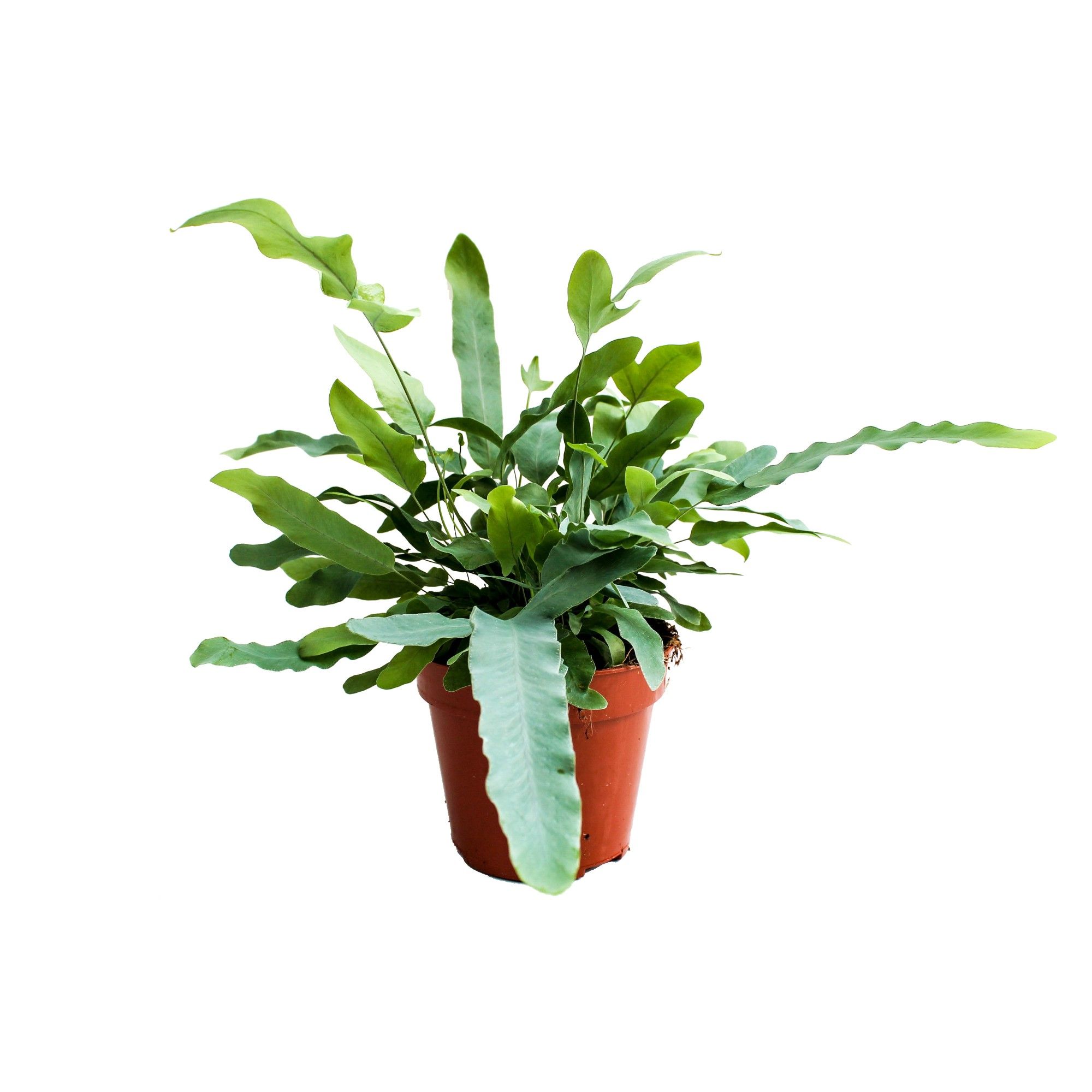 Phlebodium Blue Star GEEN hoes (Blauwvaren), D 12