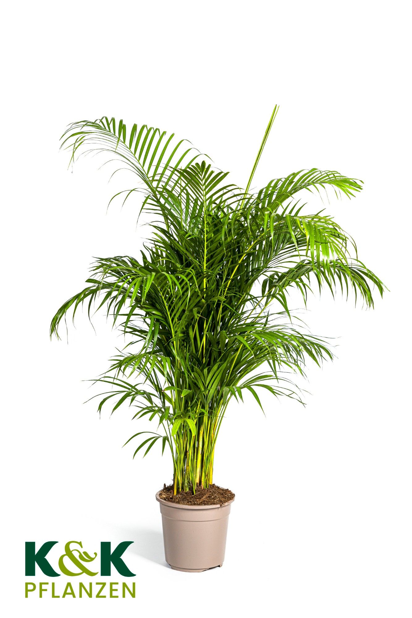 Dypsis lutescens T27, D 27 cm Dypsis lutescens T27, D 27 cm