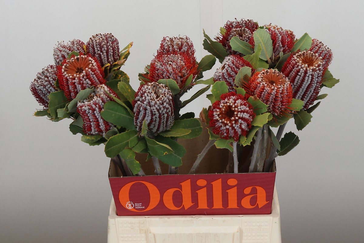 Банксия Кочинея 50, шт.