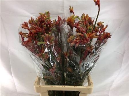 Анигозантус Рой Слевен 70 (оранжево-зел.), шт.