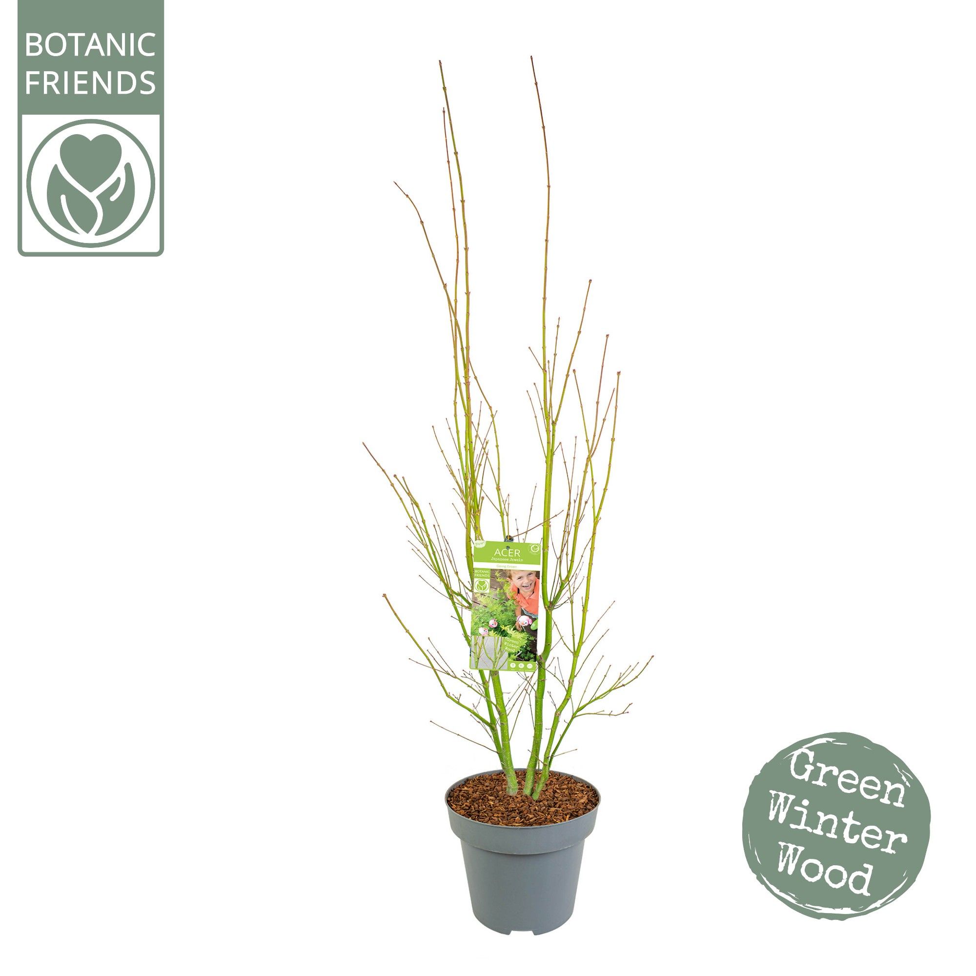 Acer palm. 'Going Green'® C14 struik, D 30