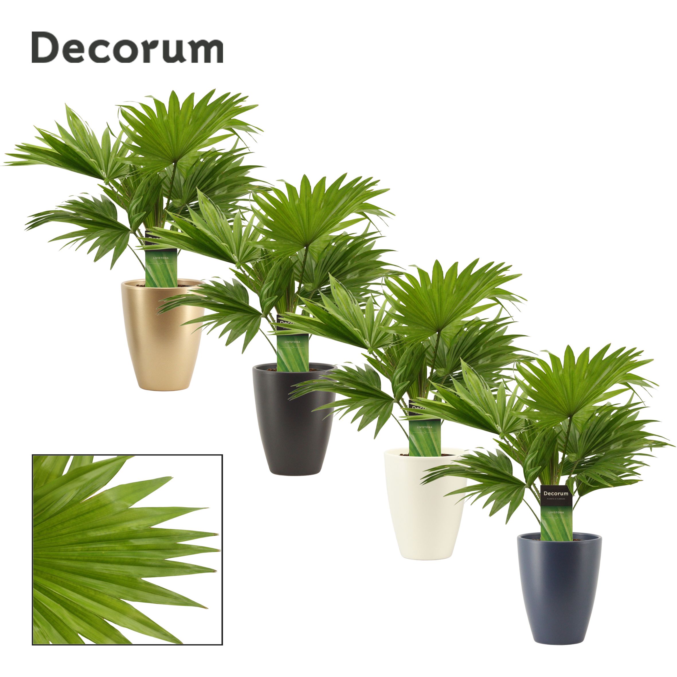 Livistona Rotundifolia 12 cm in Carly (Neo Architect-collection), D 12