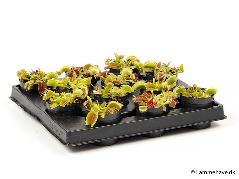 DIONAEA MUSCIPULA 138, D 6