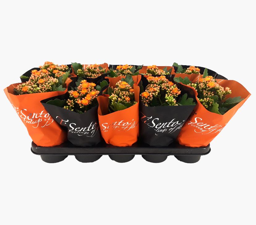 Calandiva 12 cm Oranje in oranje/zwarte hoes, D 12