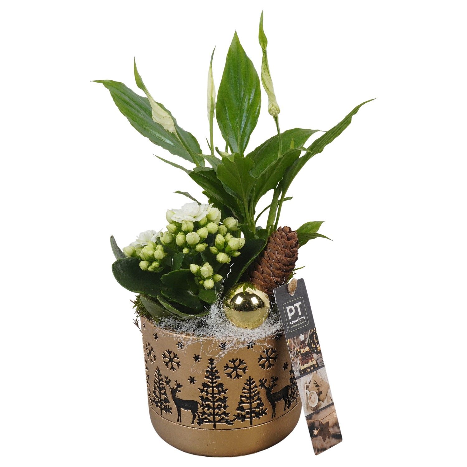 PTCHG5637 Arrangement Christmas Gold in beton pot, D 11 cm