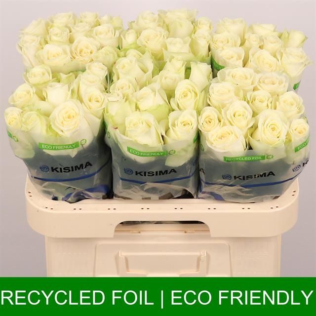 Роза од. Сноусторм+ 60, шт.