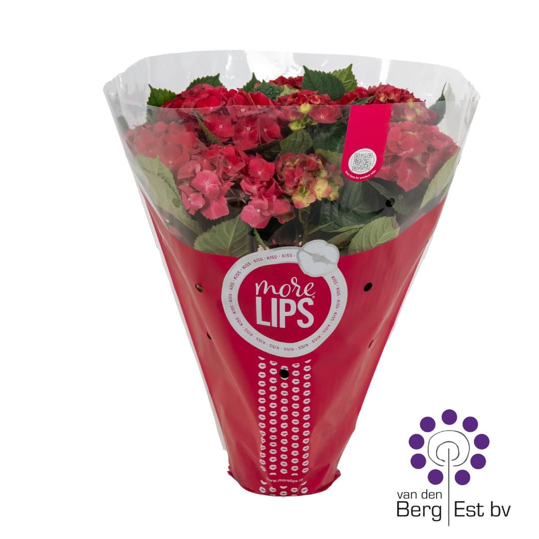 Hydrangea Macrophylla - MoreLips 5-6 kop Red, D 14