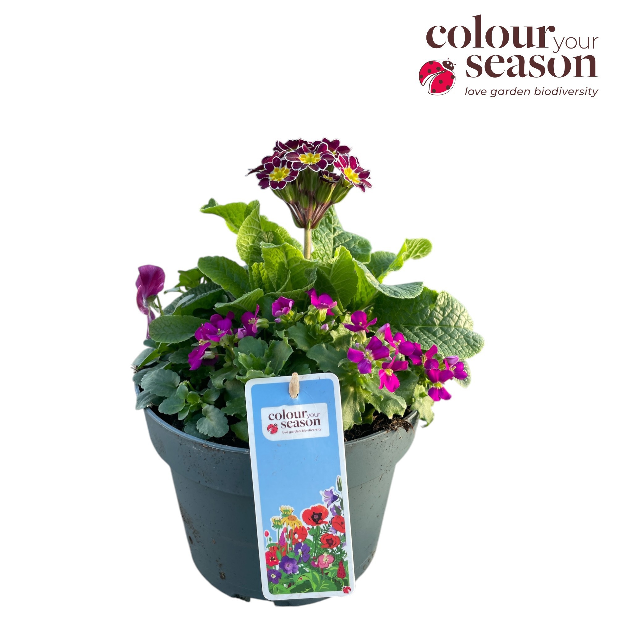 Spring break Cancun P19, D 19