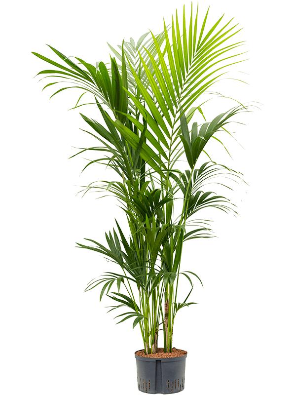 Kentia (Howea) forsteriana, D 28