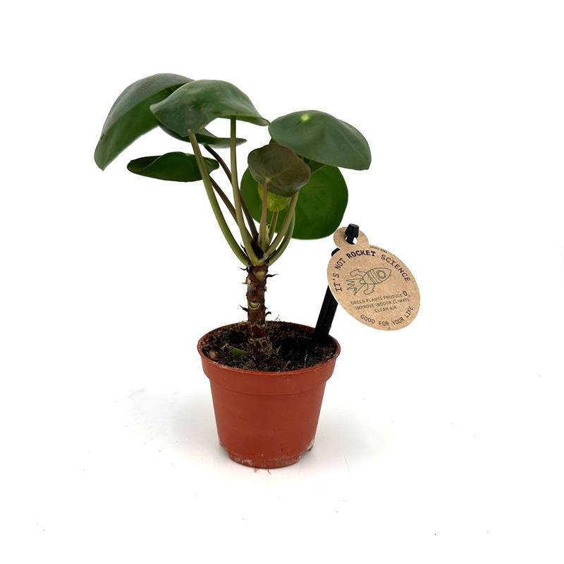 PILEA PEPEROMIOIDES, D 6