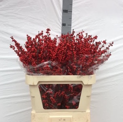 Илекс Красные ягоды 80, шт.