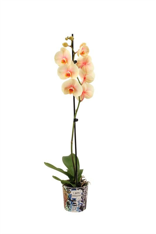 Potcover p12 I am Coloured Phal I am Sunshine 1T09+, D 12