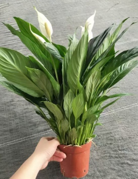 Спатифиллум Фине вине 14 53