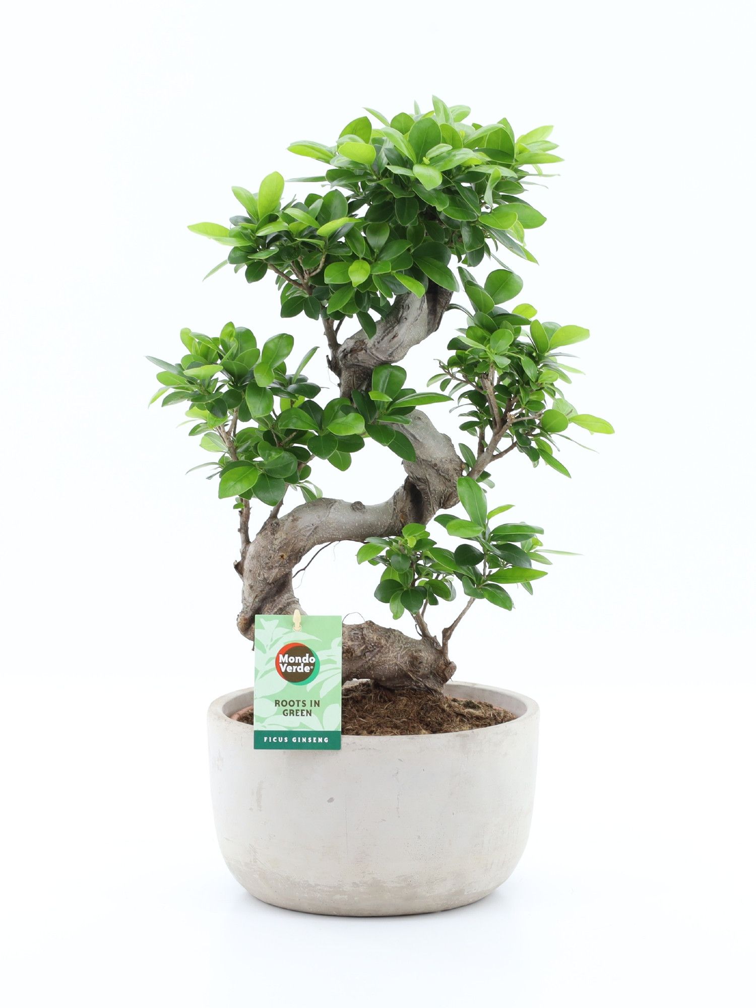 Ficus Ginseng S type in Smooth Concrete, D 24