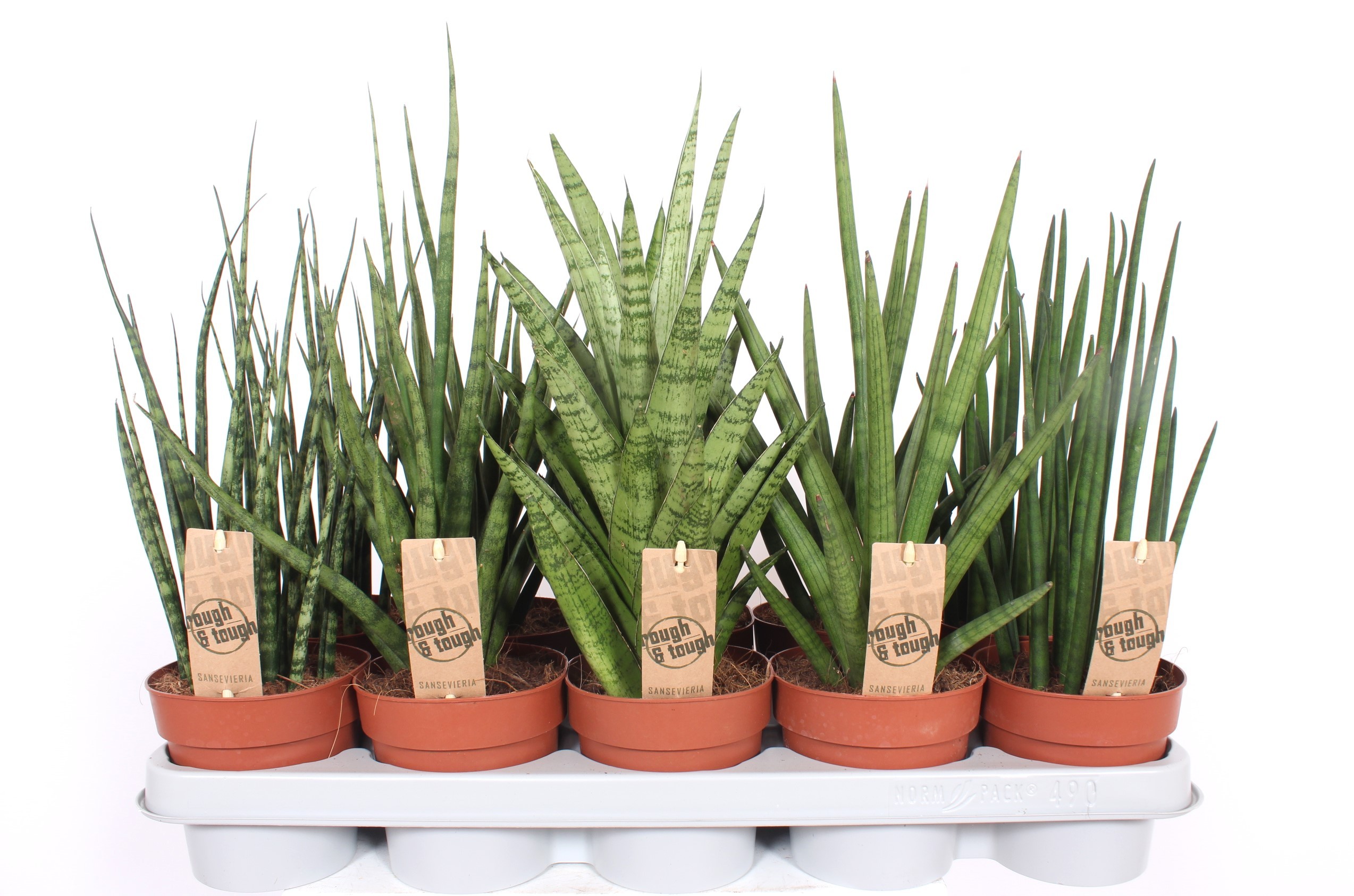 Sansevieria Luxe mix, D 12