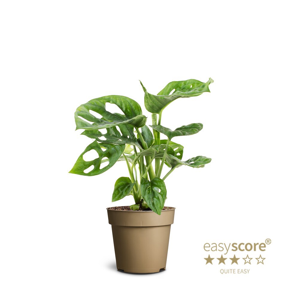 MONSTERA FRIEDRICHSTAHLII 'Adansonii', D 9