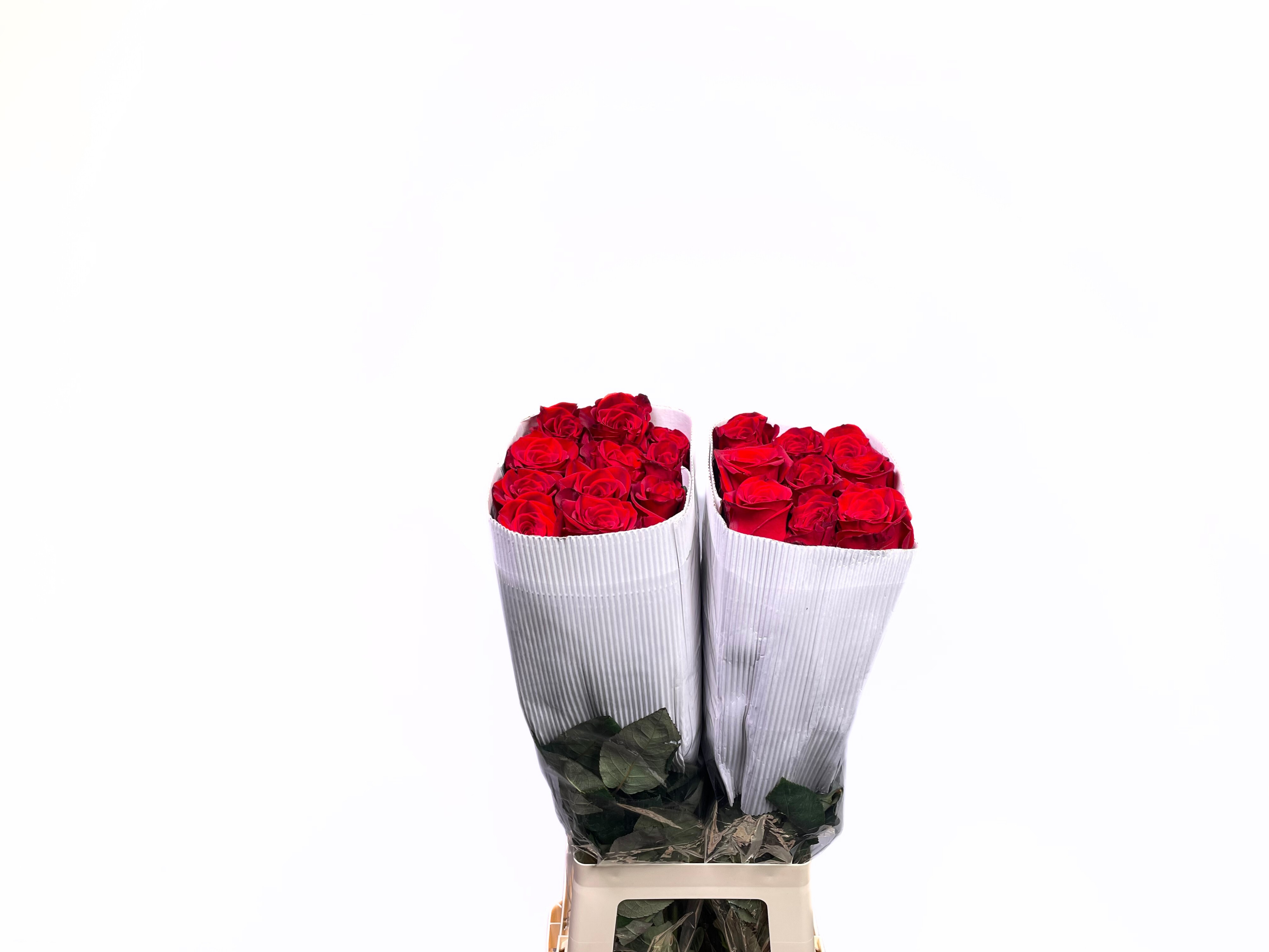 Роза од. Фридом 80, шт.