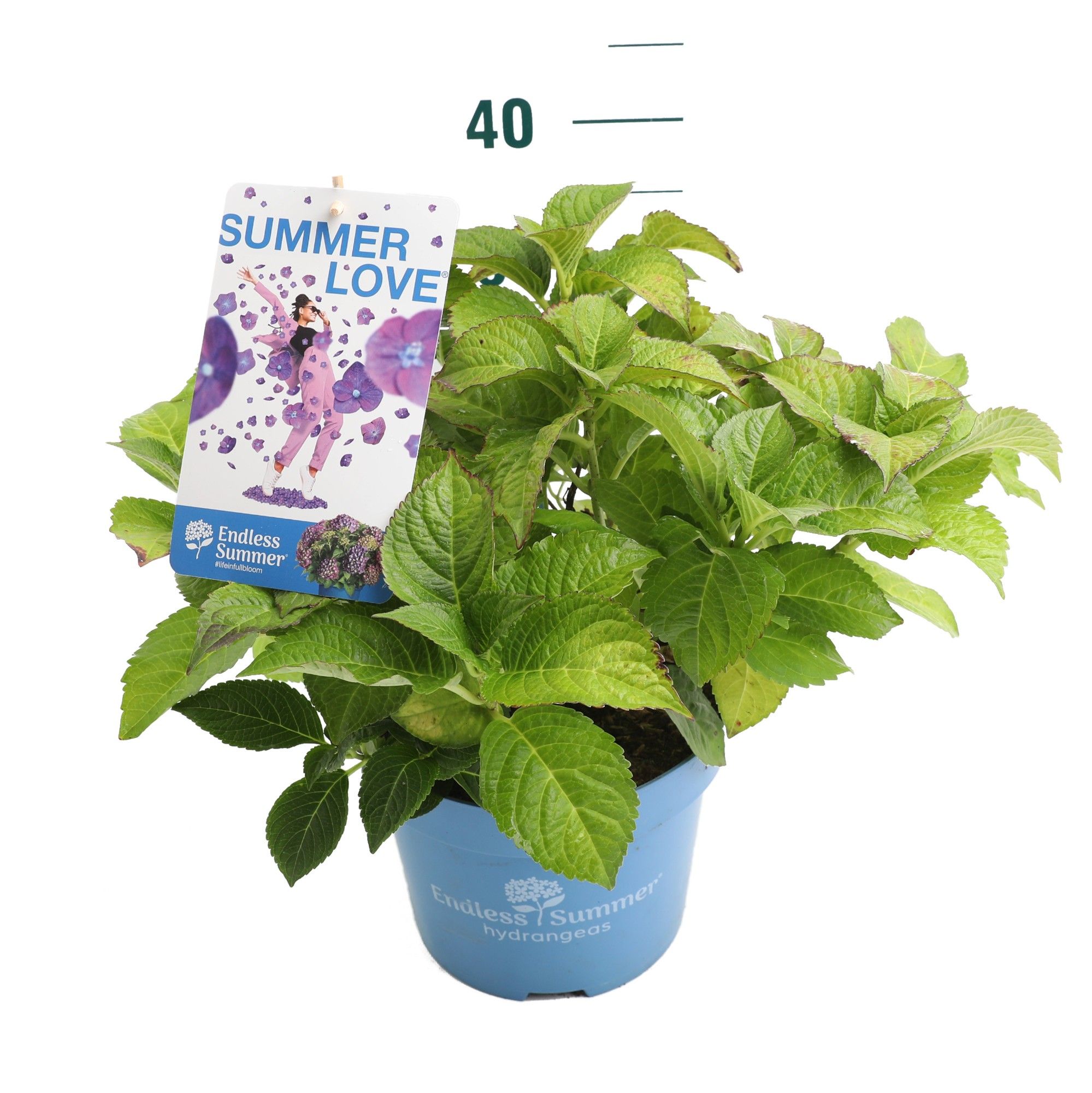Hydrangea 'Summer Love Purple' - P23 - Endless Summer, D 23 cm