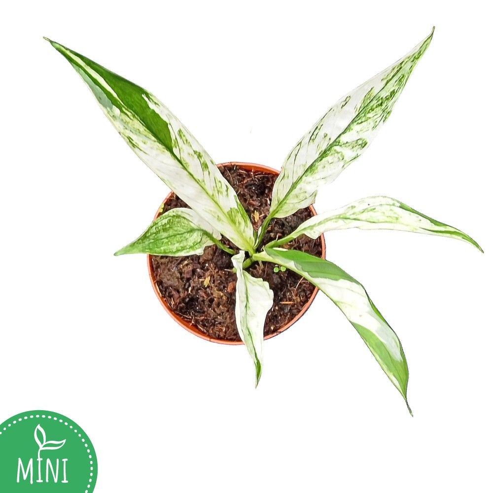 Spathiphyllum Snow Feather, D 7 cm