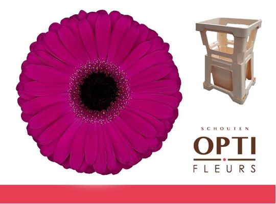 Гербера Аладин, шт. Гербера Аладин, шт.