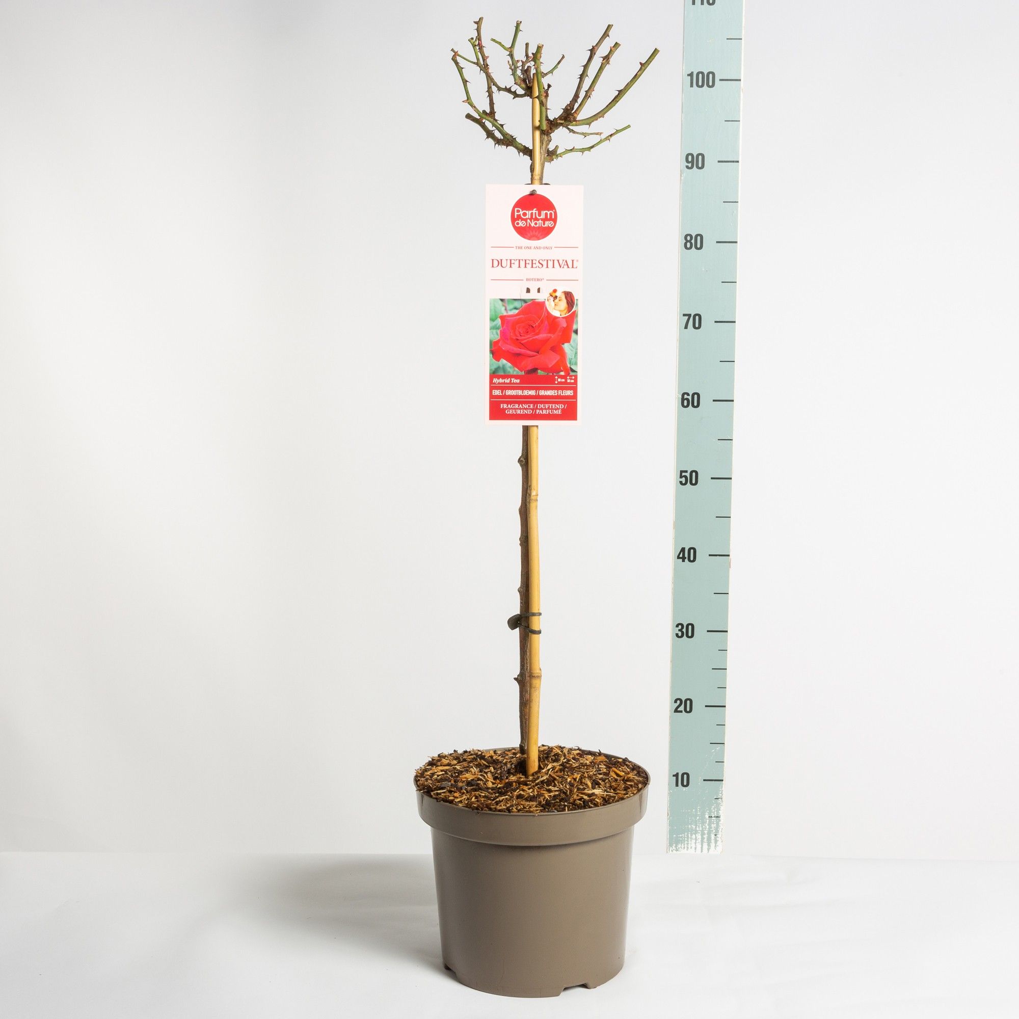 Parfum de Nature Duftfestival ®, stam 70, C7.5, D 26 cm