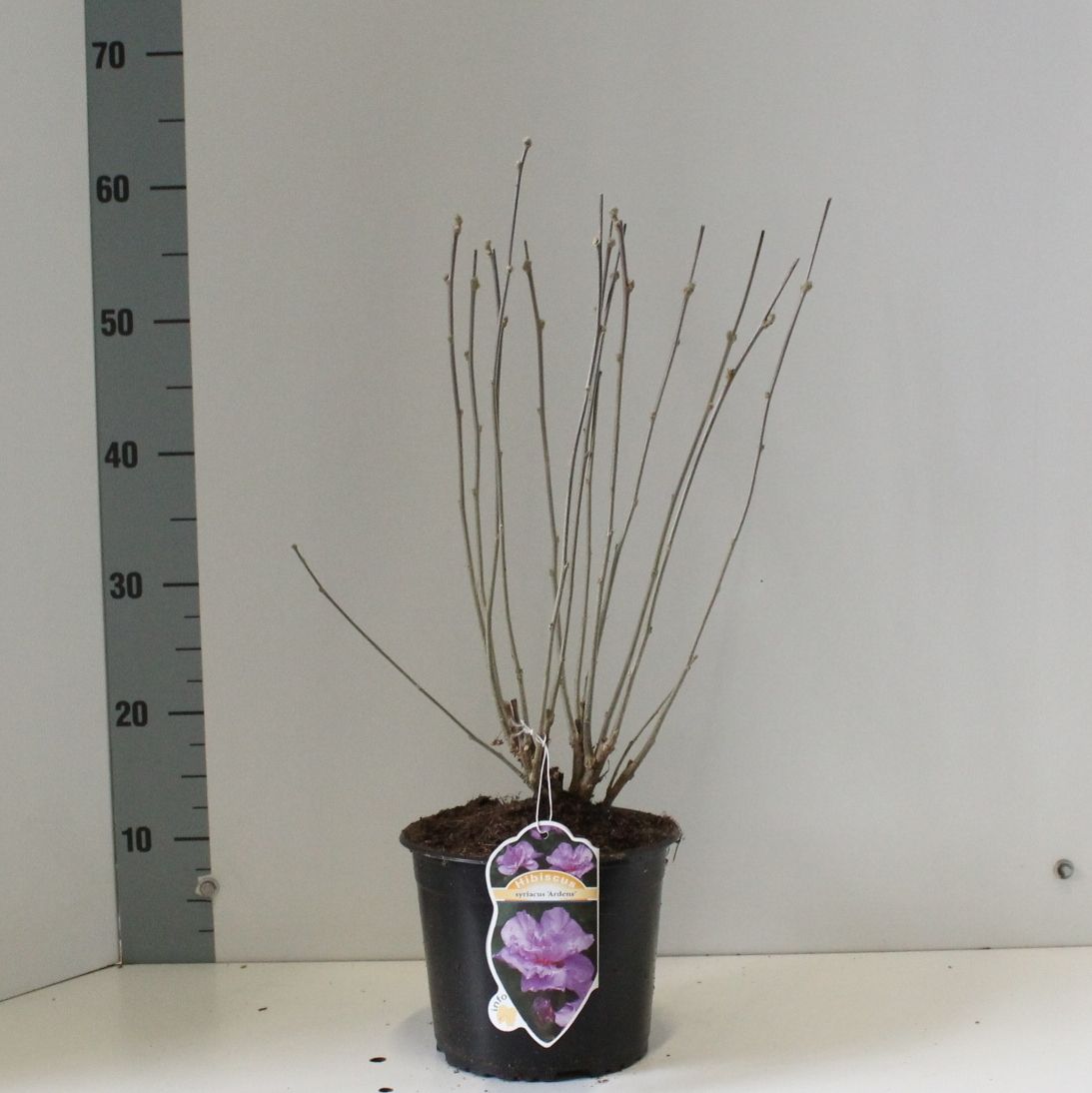 Hibiscus syr. 'Ardens', D 19