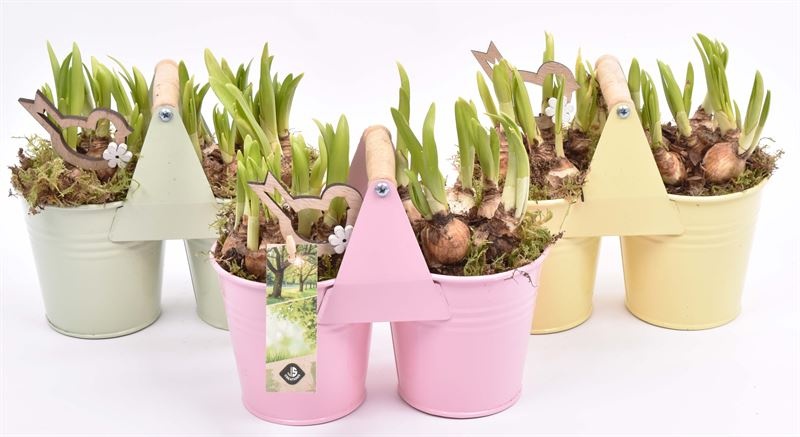 Zink duopot kl. mix 21x10cm, D 21