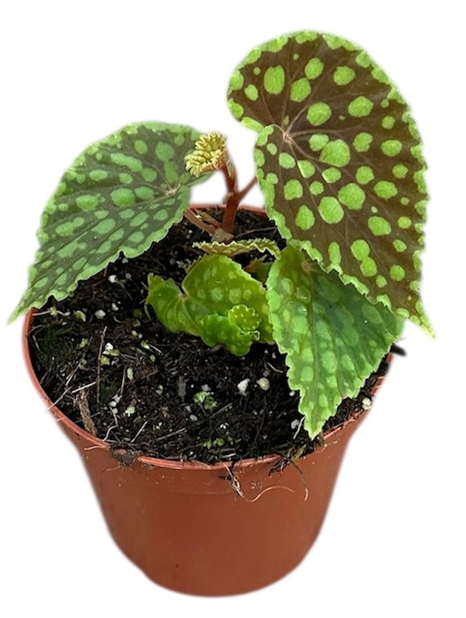 Begonia Chlorosticta, D 8