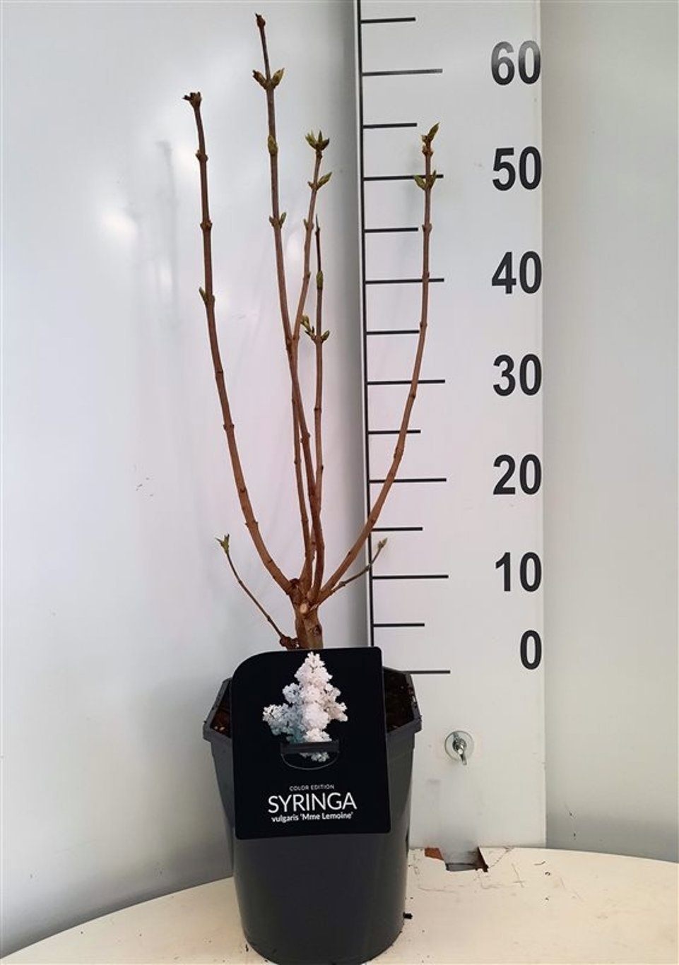 Syringa vulg. 'Mme Lemoine', D 21