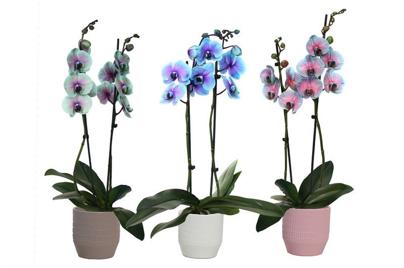 Tirza p12 scores mix Phal I am special mix 2T14+, D 12