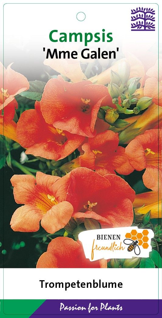 Campsis tagliab. 'Mme Galen' 80CMC2, D 17 cm