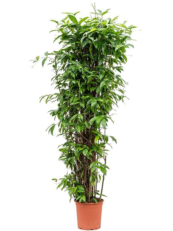 Dracaena surculosa (160-200), D 40