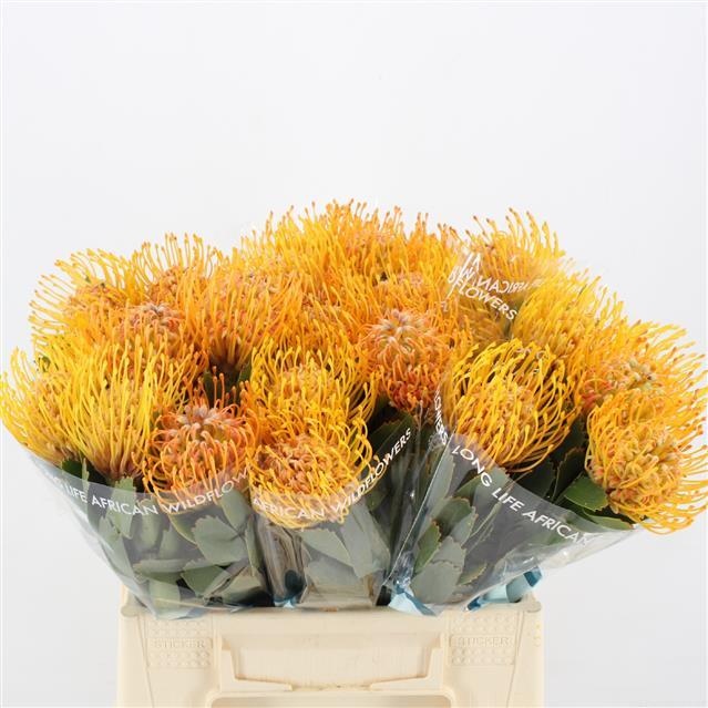 Нутанс Солейл 40, шт.