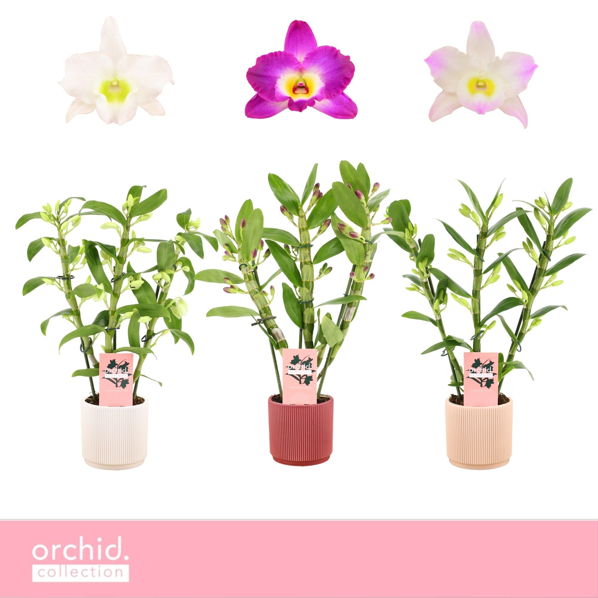 Dendrobium Nobilé, Mix 3-spike Compact in Horizon Ribble 'Orchid Collection', D 12