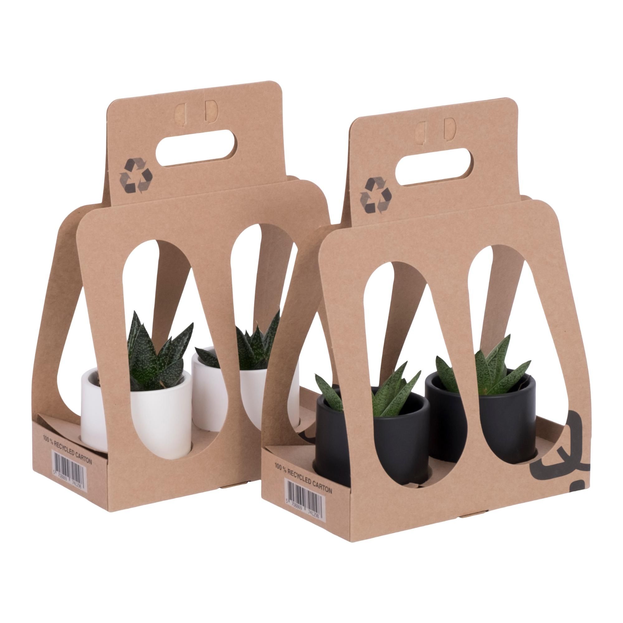 Black x White Recycle Giftbox with Succulent mix, D 6