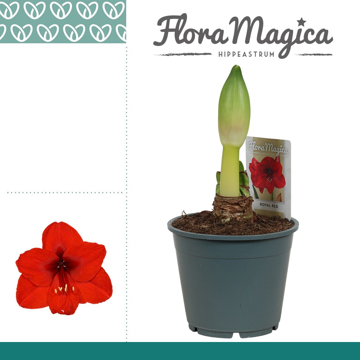 Amaryllis Royal Red 1 Knop, D 14