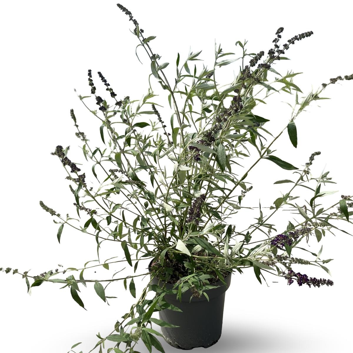 Buddleja d. 'Black Knight', D 32