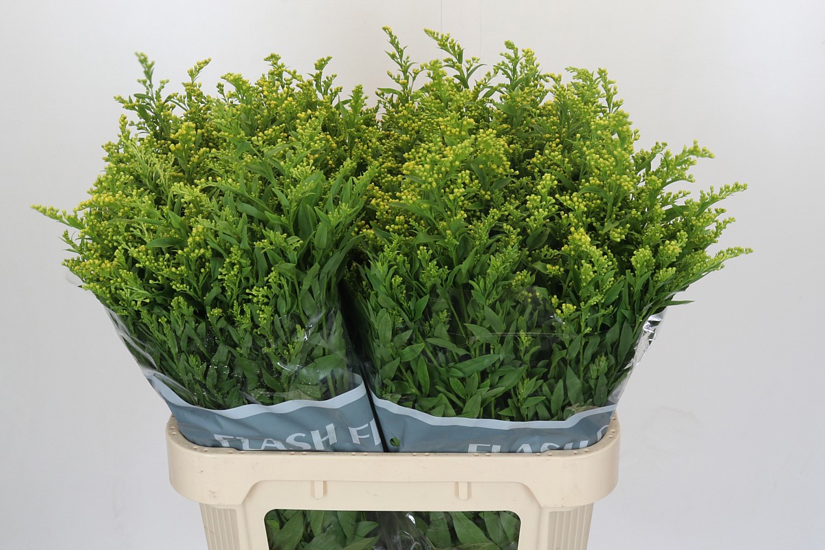 Солидаго Голден Глори 80, шт.