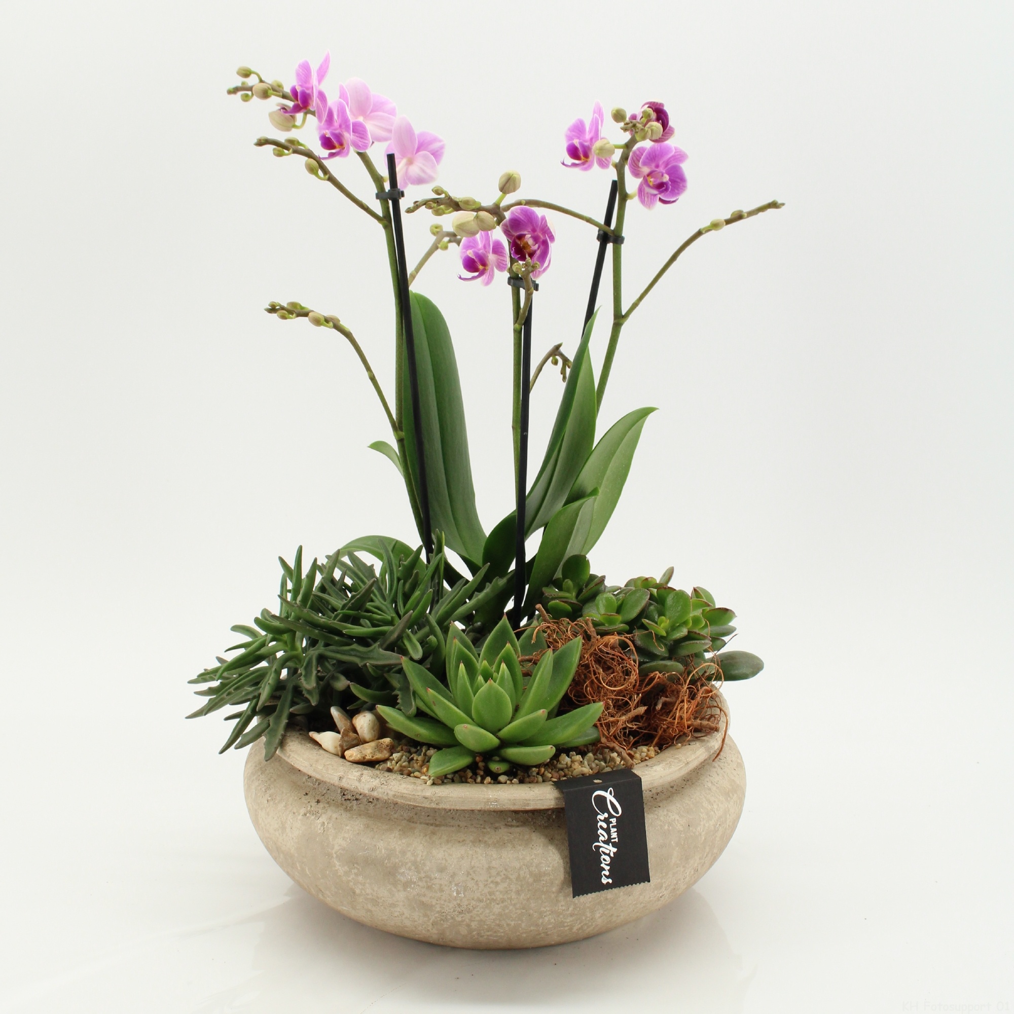 PHAL-2634RZ Phalaenopsis creatie, D 25