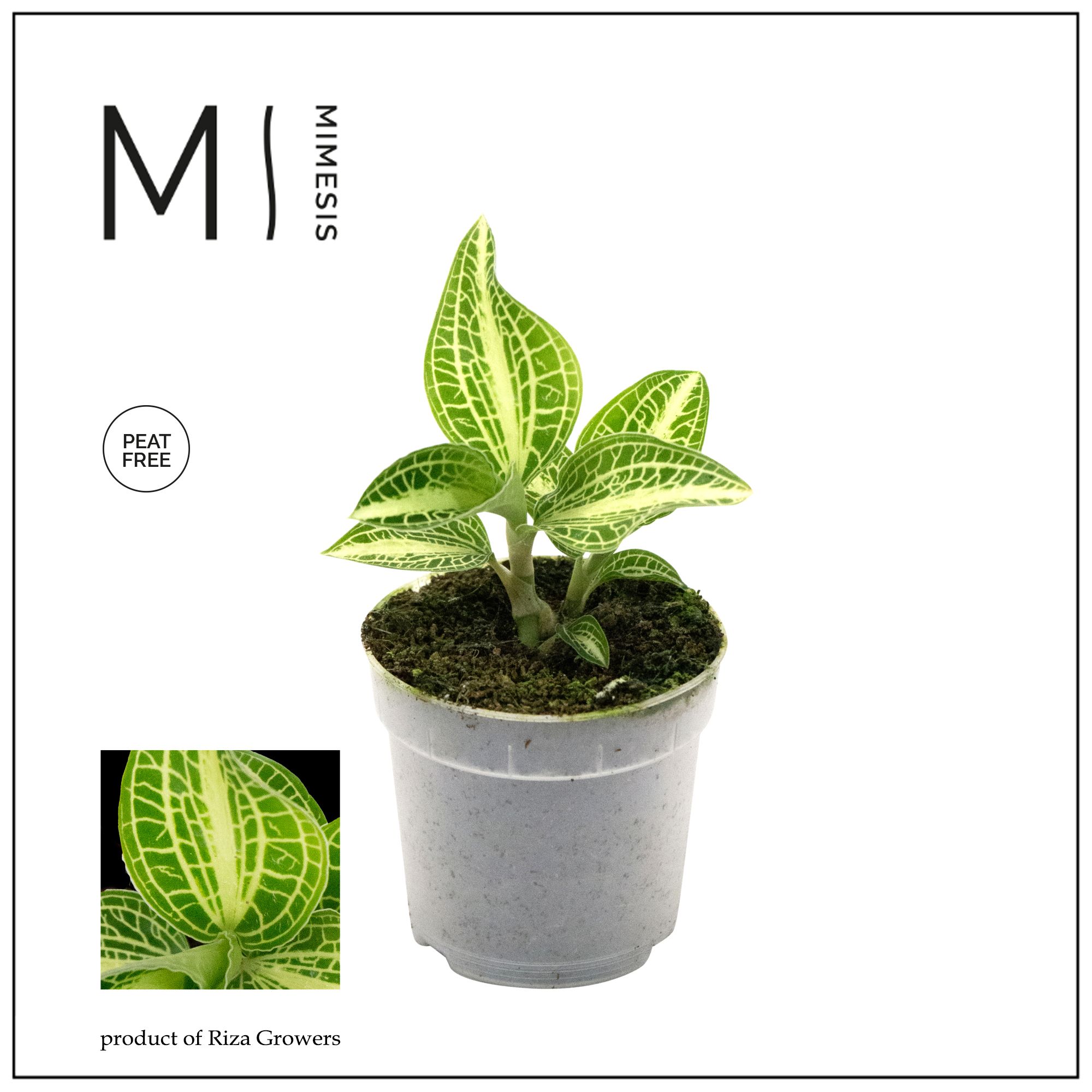 Mimesis Jewel Orchid KARMA Anoectochilus Sapphire - 7cm, D 7 cm