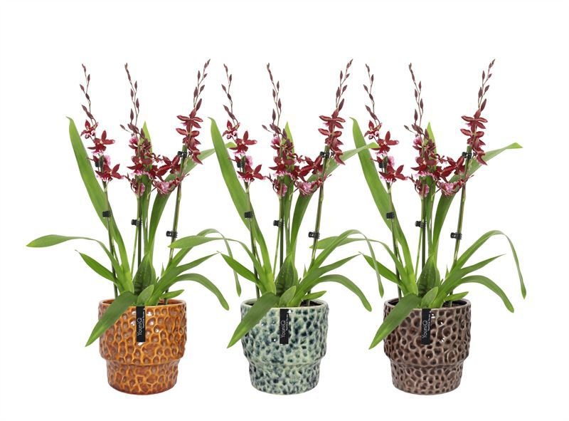 Stoneware p12 Julie mix Cambria Barrocco Red 3-4T27+ regular, D 12