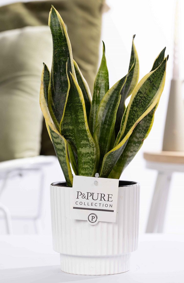 Sansevieria Trif."Futura Superba" in P&PURE Ivy cer. shiny white, D 12