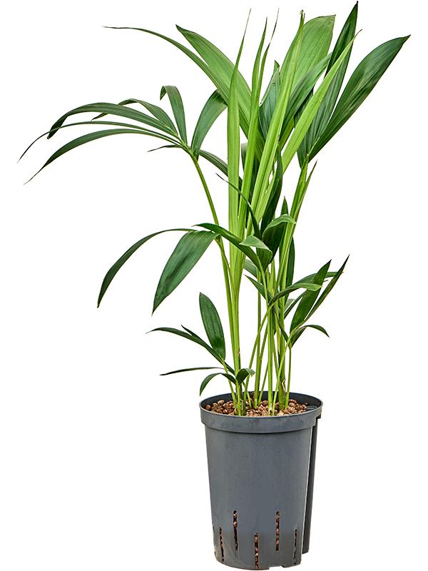 Kentia (Howea) forsteriana, D 15 cm