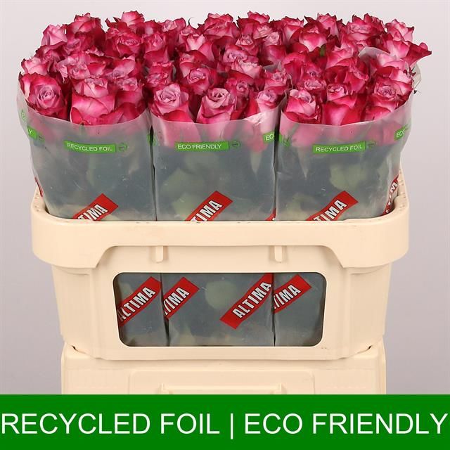 Роза од. Дип Перпл 70, шт.