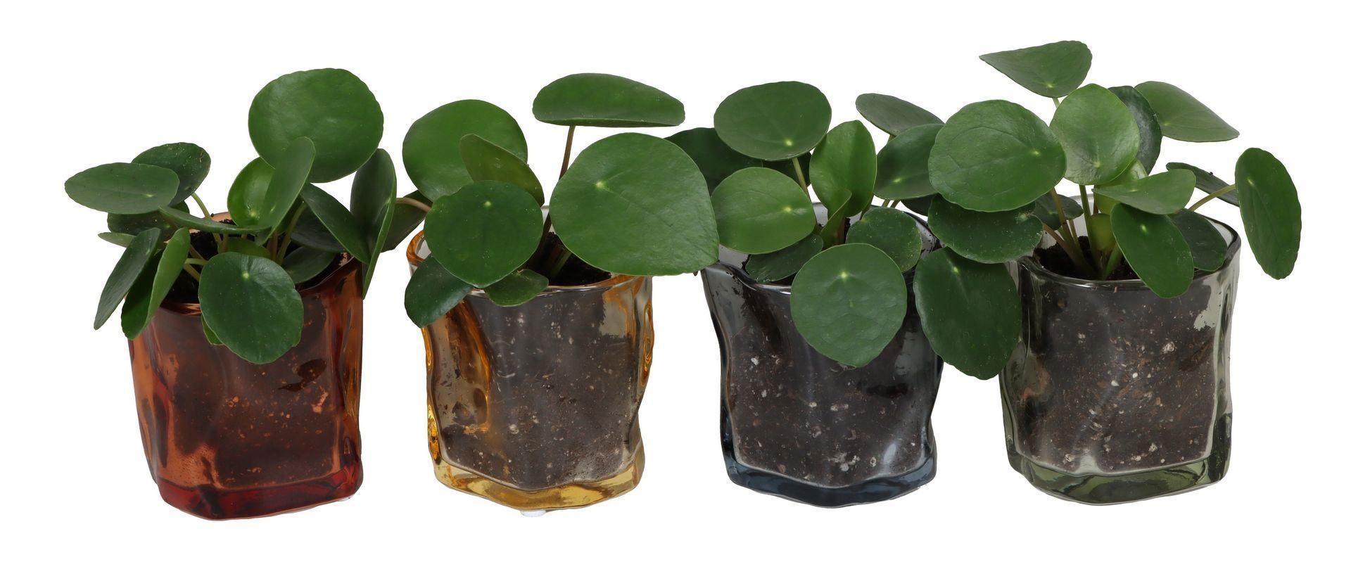 L 67397 With Pilea peperomioides 6 cm, D 6