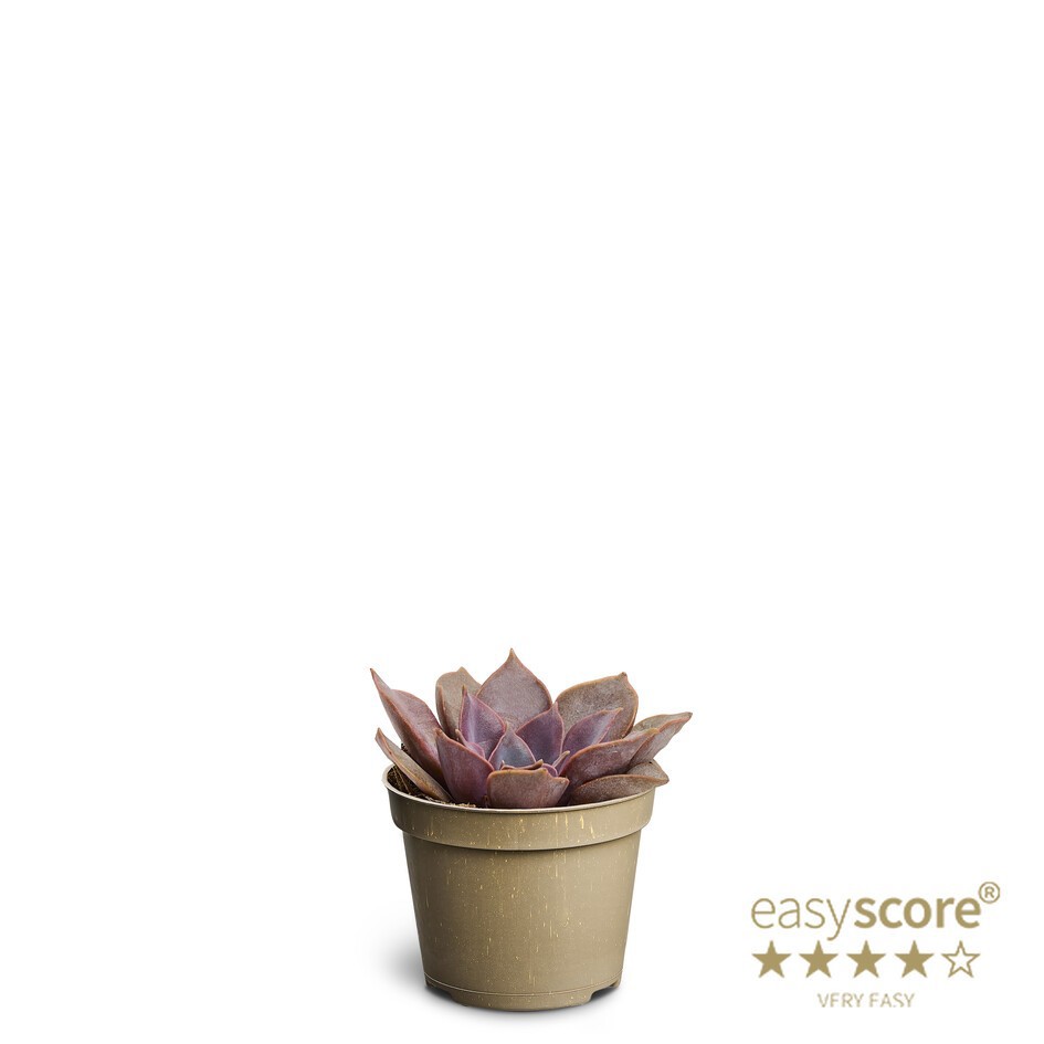 ECHEVERIA-HYBRID NINA, D 6 cm