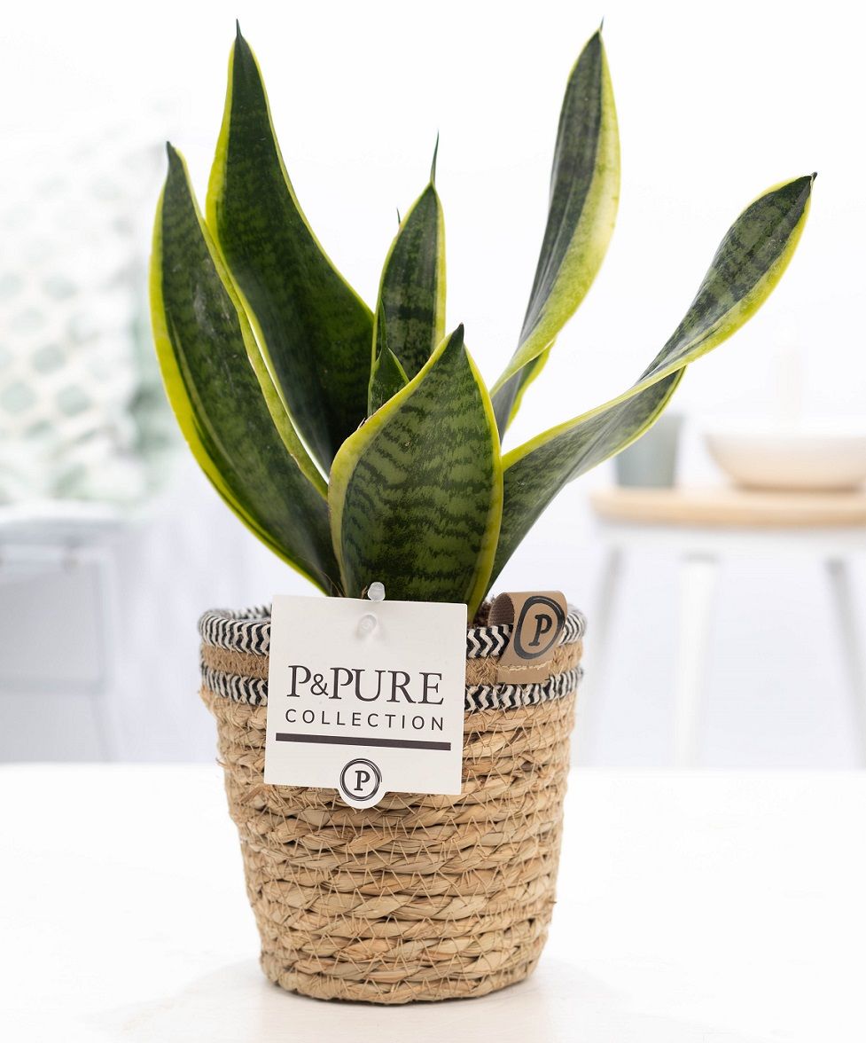 Sansevieria Trif. "Futura Superba" in P&PURE Basket 6, D 12